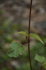 Hibiscus lobatus