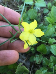 Talinum polygaloides