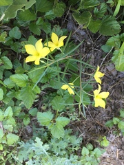 Talinum polygaloides