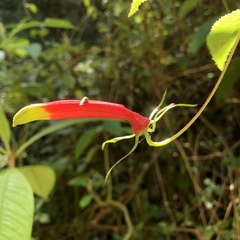 Siphocampylus orbignianus