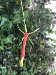 Siphocampylus orbignianus