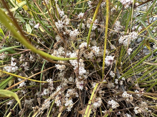 kukučina dúšková (Cuscuta epithymum)