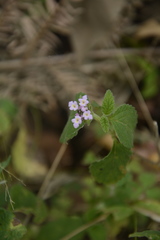 Lantana indica