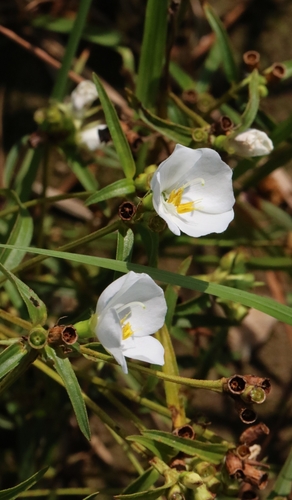 Osbeckia chinensis, photograph 3