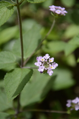 Lantana indica