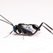 Blue-eyed Ensign Wasp - Photo (c) Matt Claghorn, some rights reserved (CC BY-NC), uploaded by Matt Claghorn