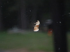 Phalonidia straminoides