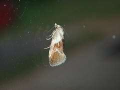 Phalonidia straminoides