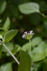 Lantana indica