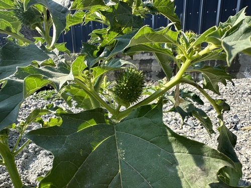 Bijeli kužnjak (Datura stramonium)