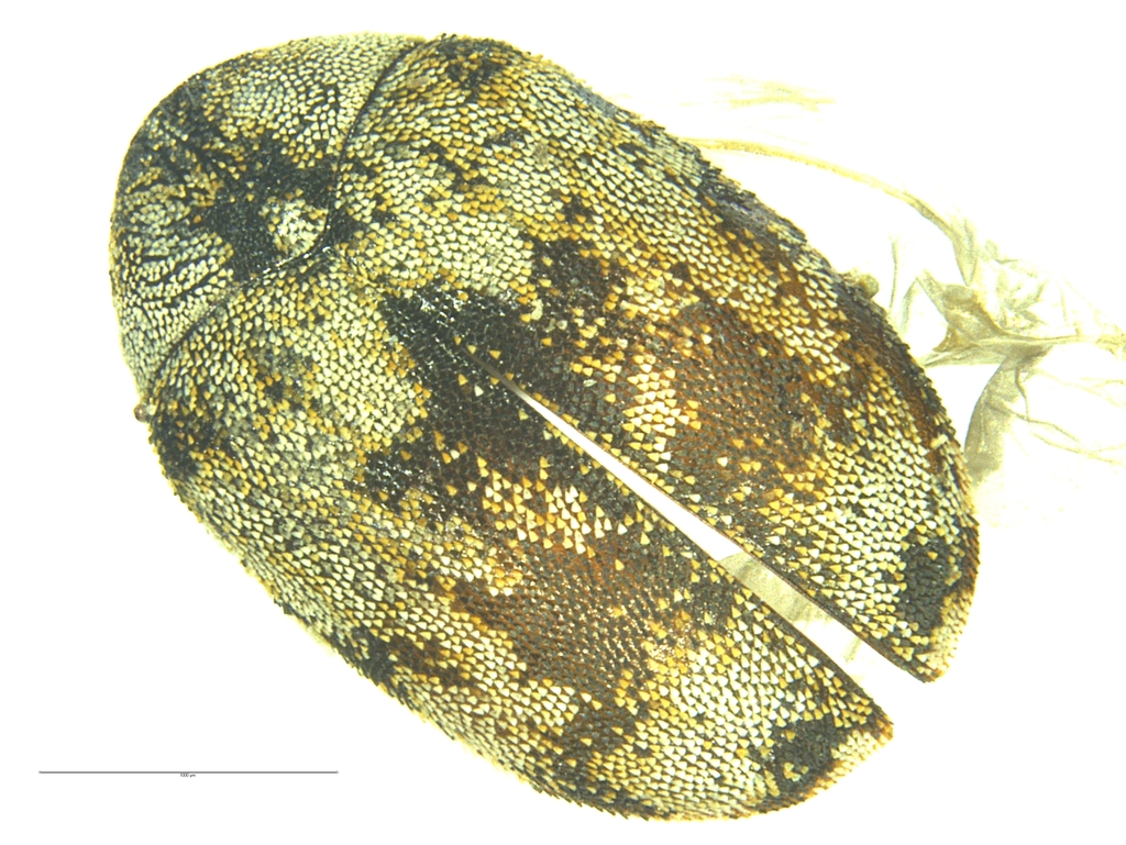 Guernsey Carpet Beetle