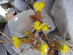 Sedum chrysicaulum