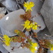 Sedum chrysicaulum - Photo (c) Zona Sujeta a Conservación Ecológica Sierra de Zapalinamé, algunos derechos reservados (CC BY-NC), subido por Zona Sujeta a Conservación Ecológica Sierra de Zapalinamé