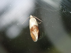 Phalonidia straminoides