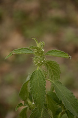 Leucas martinicensis