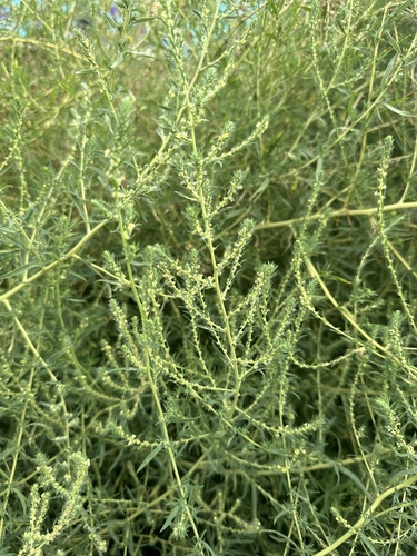 basia metlovitá (Bassia scoparia)