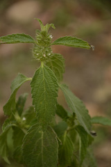 Leucas martinicensis