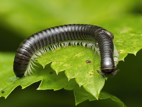 White-legged Snake Millipede, Hafod Y Galch, Corwen, Wales, GB, photo 9 of 10