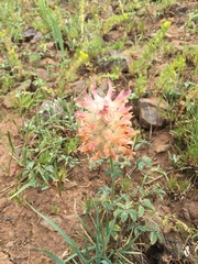 Trifolium macrocephalum