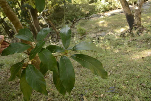 Image of Litsea deccanensis by (c) Siddarth Machado, some rights reserved (CC BY)