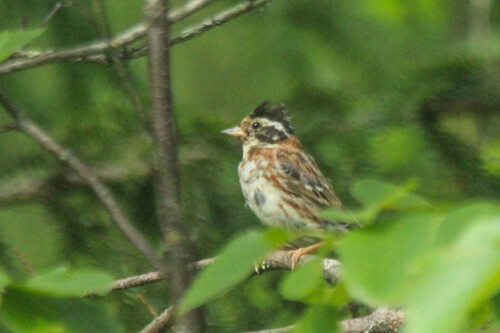 Escribano rústico (Emberiza rustica)