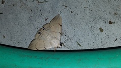 Litoprosopus coachella