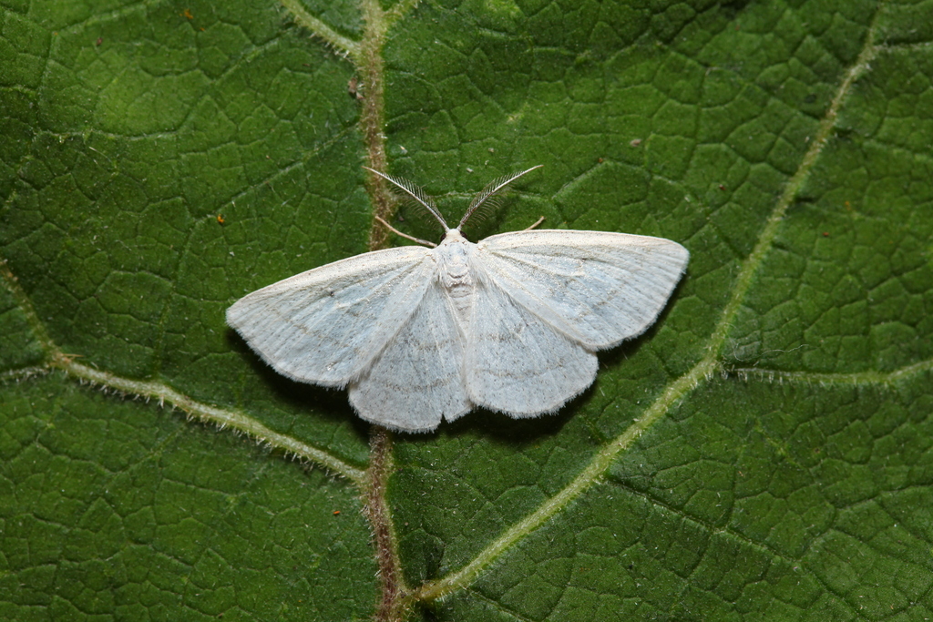 Cabera leptographa