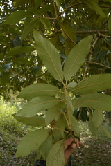 Litsea deccanensis