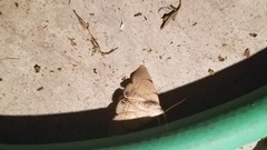 Litoprosopus coachella