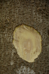 Litsea deccanensis