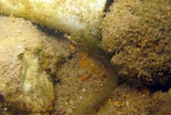 Omobranchus ferox