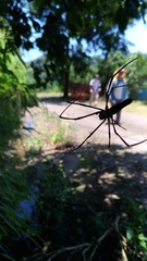 Nephila pilipes