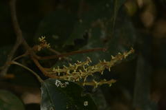 Mallotus philippensis