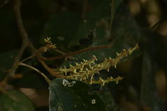 Mallotus philippensis