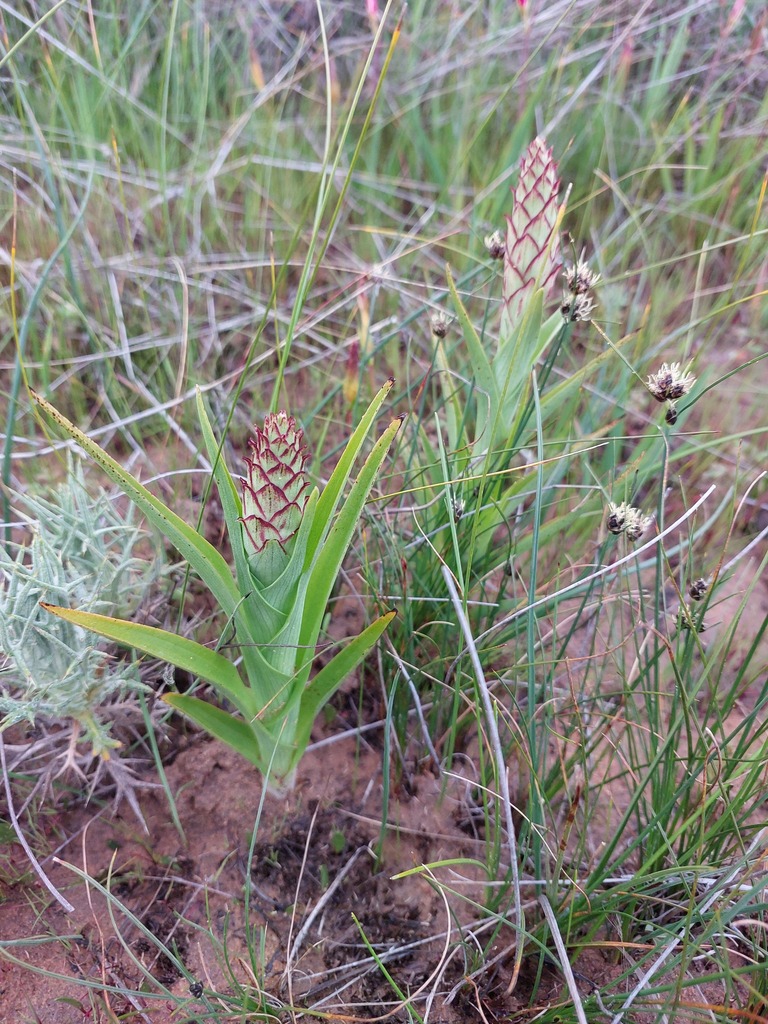 Corycium ingeanum