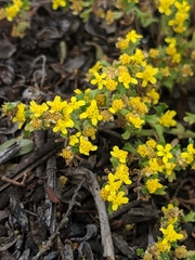 Eriophyllum multicaule
