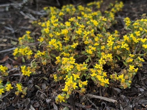 Image of Eriophyllum multicaule by no rights reserved
