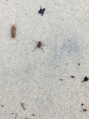 Tachypompilus ferrugineus