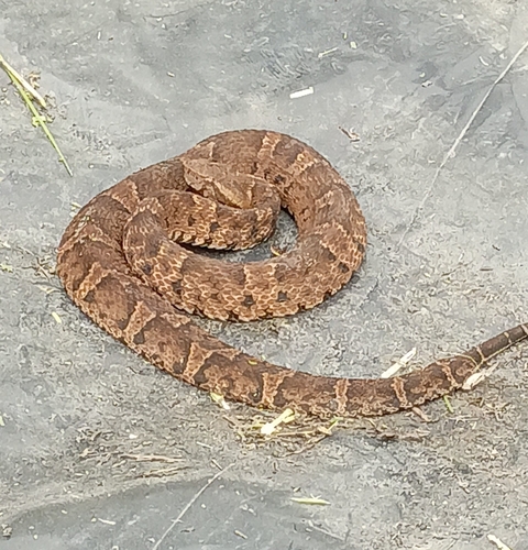 Ecuadorian Toadheaded Pitviper