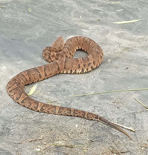 Ecuadorian Toadheaded Pitviper