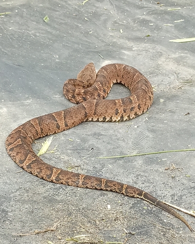 Ecuadorian Toadheaded Pitviper