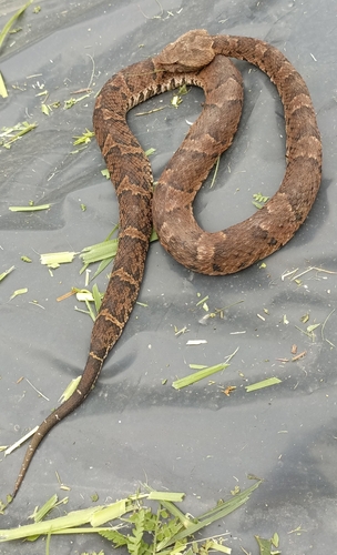 Ecuadorian Toadheaded Pitviper