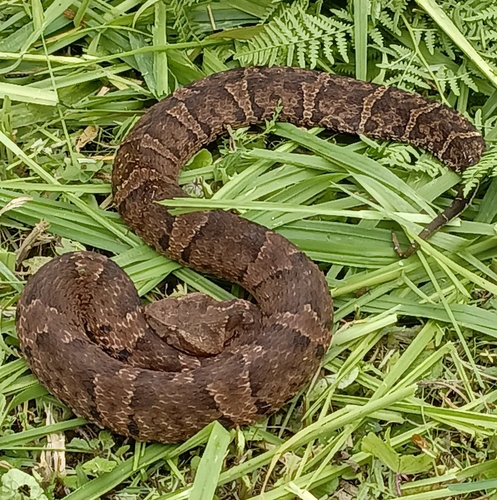 Ecuadorian Toadheaded Pitviper