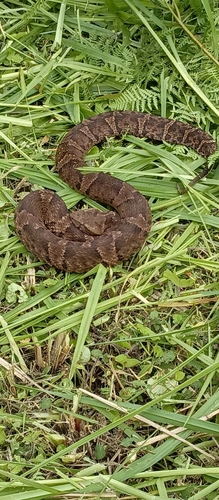 Ecuadorian Toadheaded Pitviper