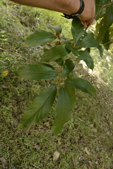 Litsea deccanensis