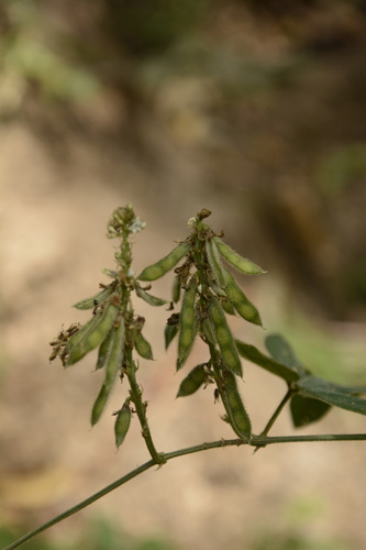 Neonotonia wightii
