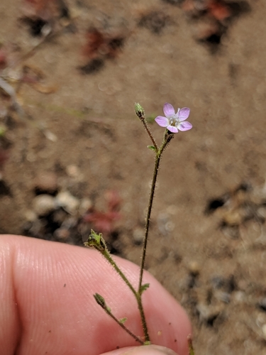 Southwestern gilia (Gilia austrooccidentalis)