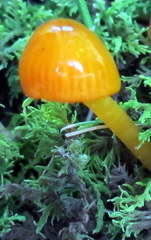Gliophorus perplexus