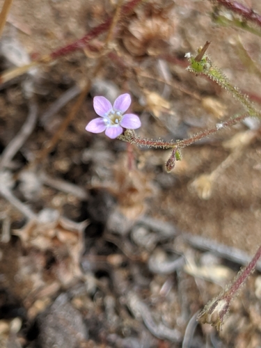 Image of Gilia austrooccidentalis by no rights reserved