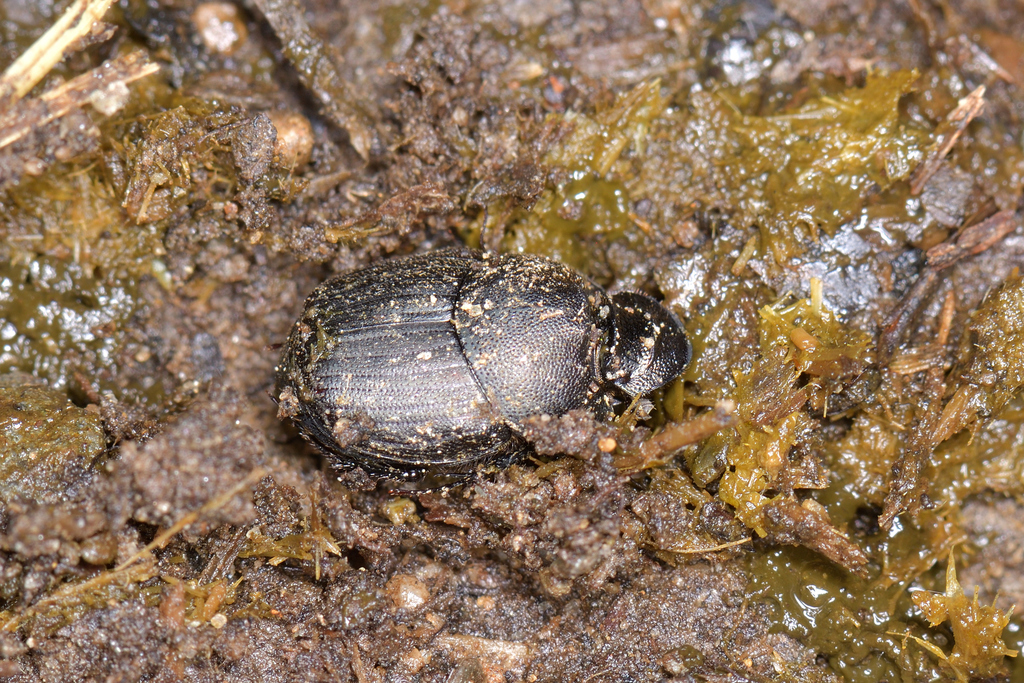 Onthophagus melitaeus